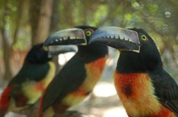 Mexican Birds (2013)